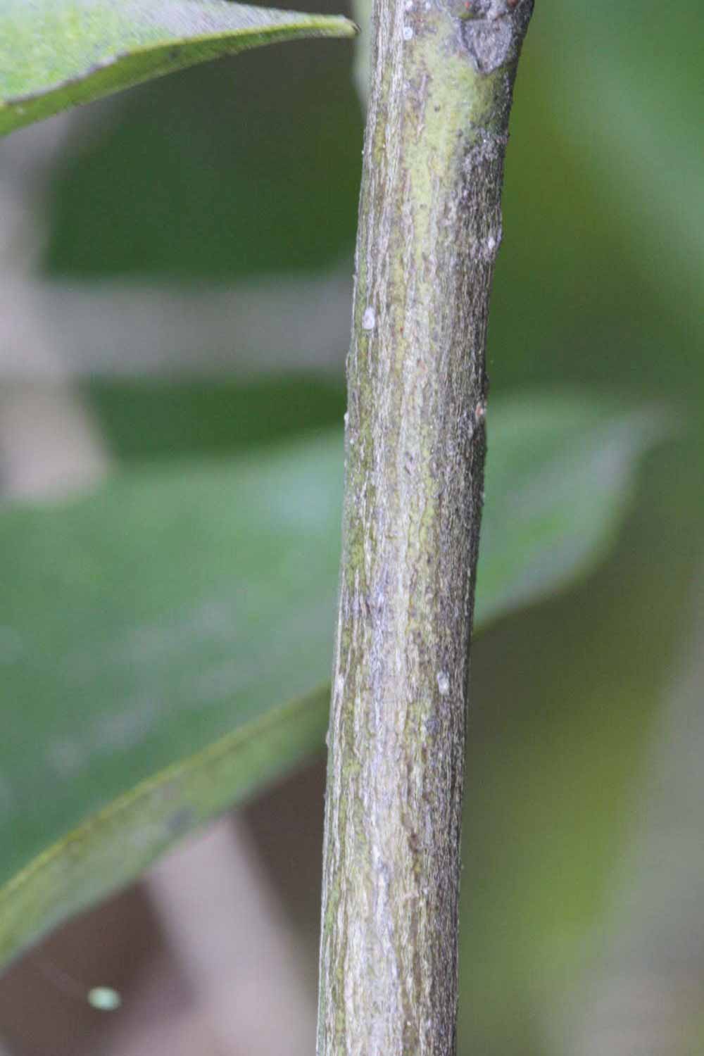              Second - third year twig (Rotuma Island, Riverside, CA)       